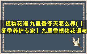 植物花语 九里香冬天怎么养(【冬季养护专家】九里香植物花语与养殖技巧分享)